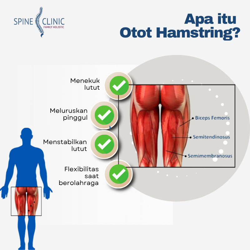 apa itu otot hamstring